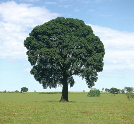 Jatobá isolado em uma paisagem aberta
