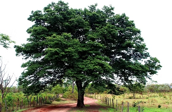 Jatobá de grande copa ao lado de uma estrada rural